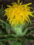 Carthamus tinctorius, Saflor, Färber- oder Öldistel, Färbepflanze, Färberpflanze, Pflanzenfarben,  färben, Klostergarten Seligenstadt